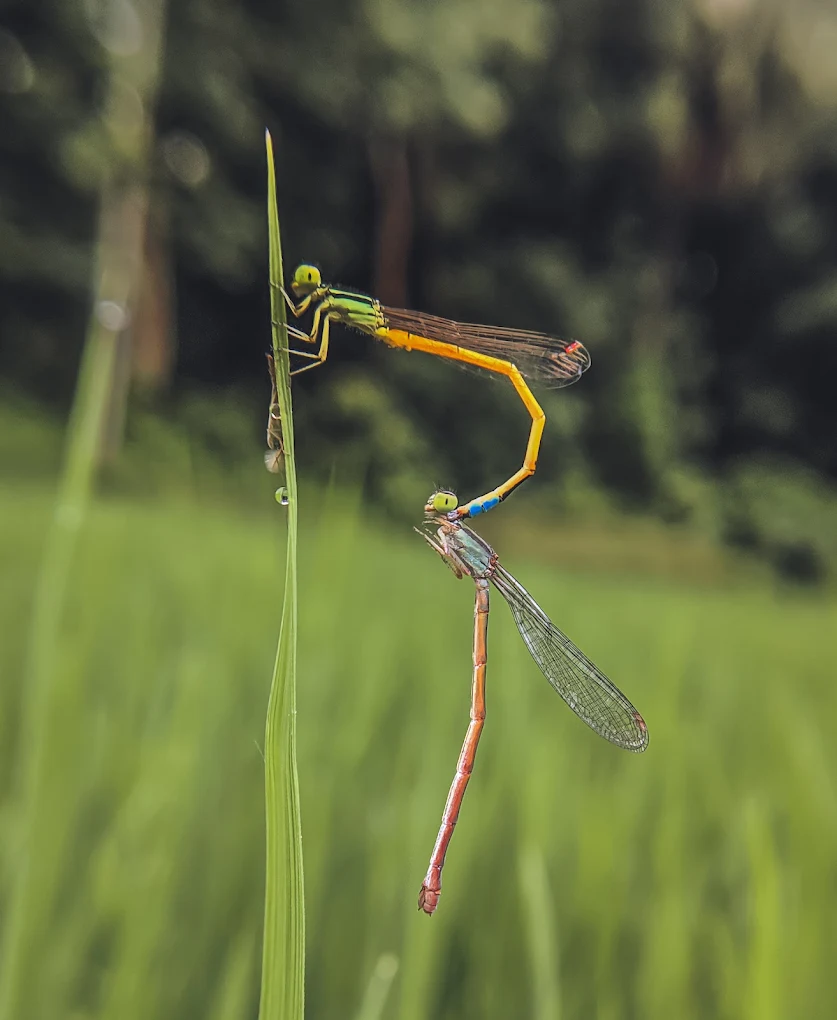 Photography Club of Assam portfolio 3