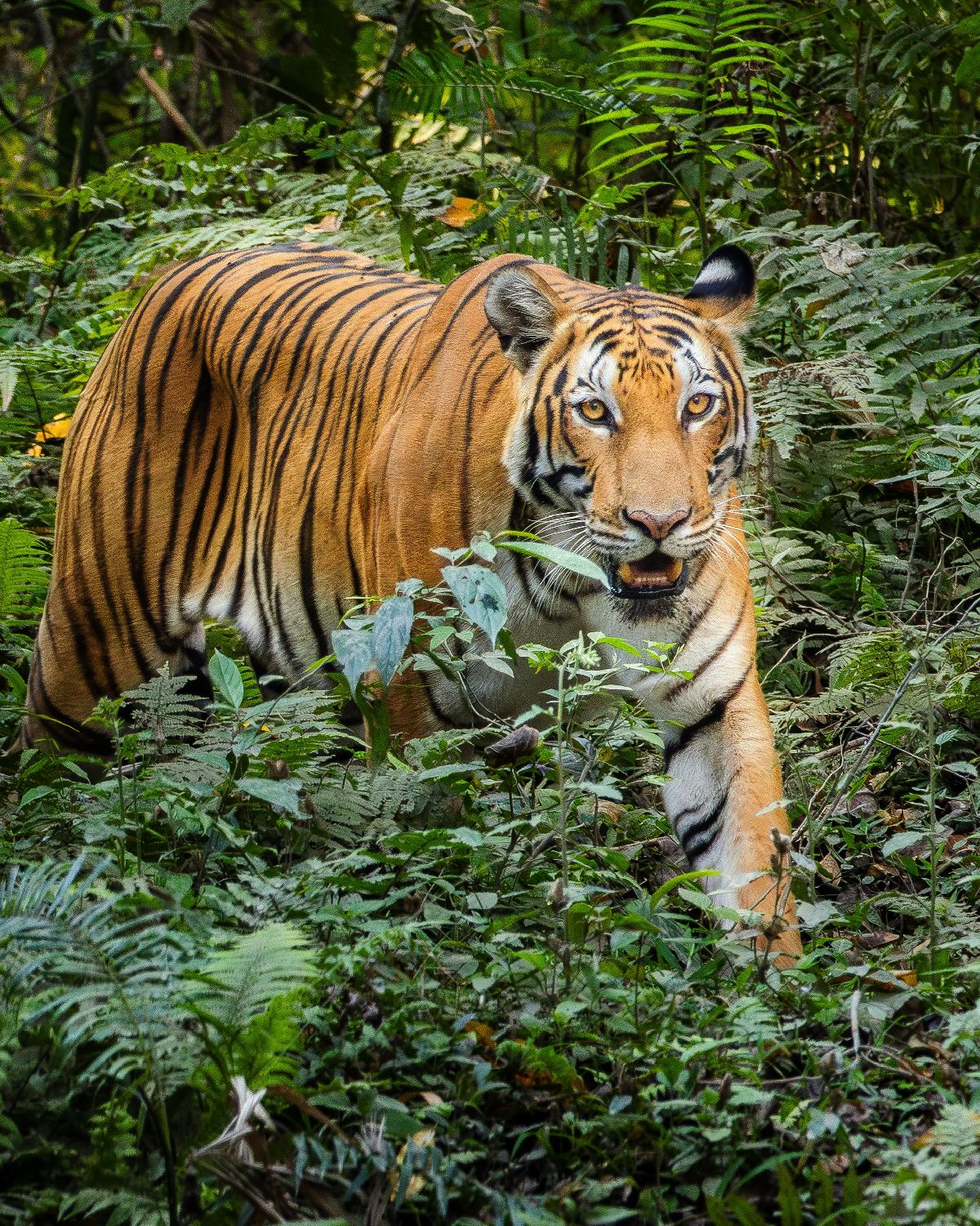 Devanga Nath Photography portfolio 3