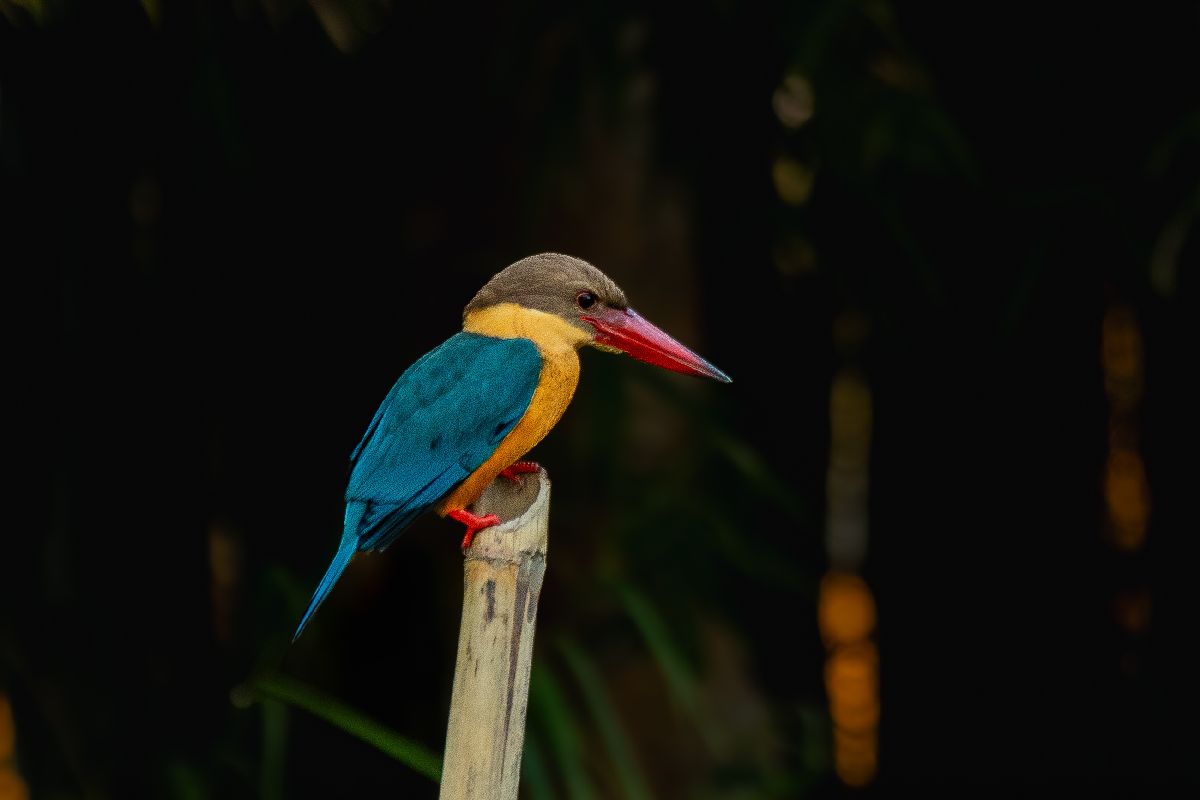 Devanga Nath Photography portfolio 13