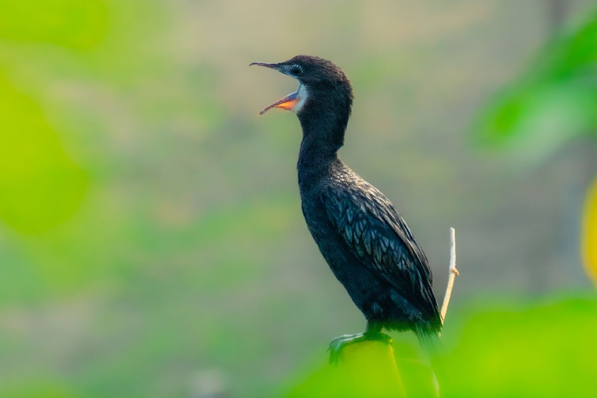 Devanga Nath Photography portfolio 14